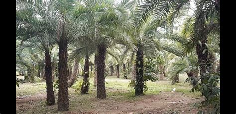 Visited Blanco Dates Farm in the Philippines .
